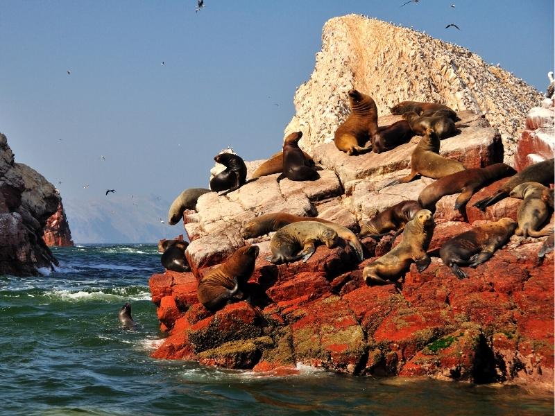 islas ballestas